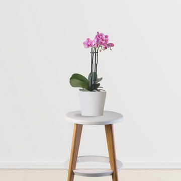 Purple orchid flowering plant